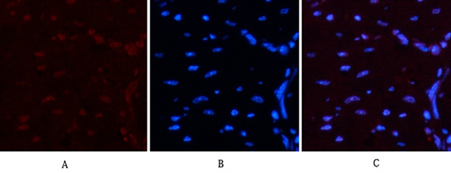 Fig.2. Immunofluorescence analysis of mouse heart tissue. 1, Luciferase Mouse Monoclonal Antibody (6B8) (red) was diluted at 1:200 (4°C, overnight). 2, Cy3 Labeled secondary antibody was diluted at 1:300 (room temperature, 50min). 3, Picture B: DAPI (blue) 10min. Picture A: Target. Picture B: DAPI. Picture C: merge of A+B.