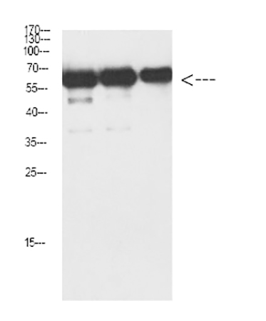 Fig.4. Western Blot analysis of Luciferase protein using antibody diluted at 1:1000.
