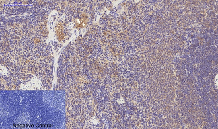 Fig.2. Immunohistochemical analysis of paraffin-embedded rat spleen tissue. 1, PDGFRα Mouse Monoclonal Antibody (7A3) was diluted at 1:200 (4°C, overnight). 2, Sodium citrate pH 6.0 was used for antibody retrieval (>98°C, 20min). 3, secondary antibody was diluted at 1:200 (room temperature, 30min). Negative control was used by secondary antibody only.