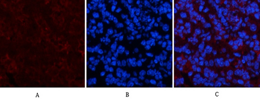 Fig.2. Immunofluorescence analysis of mouse spleen tissue. 1, Collagen IV Mouse Monoclonal Antibody (8E5) (red) was diluted at 1:200 (4°C, overnight). 2, Cy3 Labeled secondary antibody was diluted at 1:300 (room temperature, 50min). 3, Picture B: DAPI (blue) 10min. Picture A: Target. Picture B: DAPI. Picture C: merge of A+B.