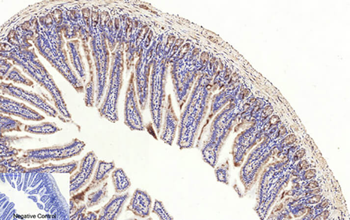 Fig.2. Immunohistochemical analysis of paraffin-embedded mouse colon tissue. 1, Cleaved-Caspase-3 p17 (D175) Polyclonal Antibody was diluted at 1:200 (4°C, overnight). 2, Sodium citrate pH 6.0 was used for antibody retrieva l (>98°C, 20min). 3, secondary antibody was diluted at 1:200 (room temperature, 30min). Negative control was used by secondary antibody only.