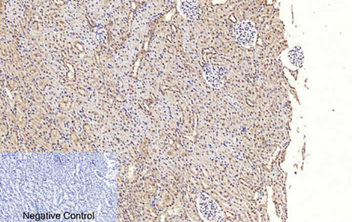 Fig.3. Immunohistochemical analysis of paraffin-embedded rat kidney tissue. 1, Cleaved-Caspase-3 p17 (D175) Polyclonal Antibody was diluted at 1:200 (4°C, overnight). 2, Sodium citrate pH 6.0 was used for antibody retrieval (>98°C, 20min). 3, secondary antibody was diluted at 1:200 (room temperature, 30min). Negative control was used by secondary antibody only.