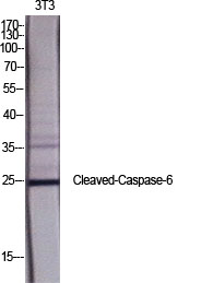 Fig.1. Western Blot analysis of various cells using Cleaved-Caspase-6 p18 (D162) Polyclonal Antibody diluted at 1:1000.