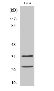 Fig.2. Western Blot analysis of HeLa cells using Cleaved-Caspase-6 p18 (D162) Polyclonal Antibody diluted at 1:1000.