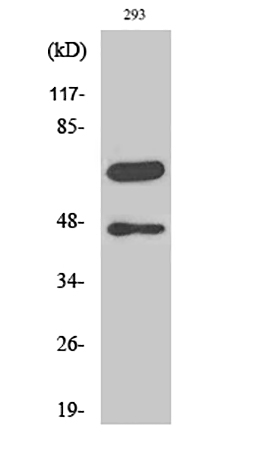 Fig.1. Western Blot analysis of various cells using Cleaved-Caspase-8 (D384) Polyclonal Antibody.