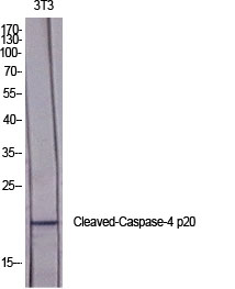 Fig.1. Western Blot analysis of various cells using Cleaved-Caspase-4 p20 (Q81) Polyclonal Antibody diluted at 1:2000.