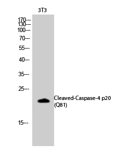 Fig.2. Western Blot analysis of 3T3 cells using Cleaved-Caspase-4 p20 (Q81) Polyclonal Antibody diluted at 1:2000.