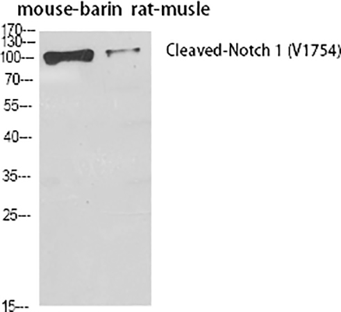 Fig.1. Western Blot analysis of mouse brain (1), rat musle (2), diluted at 1:500.