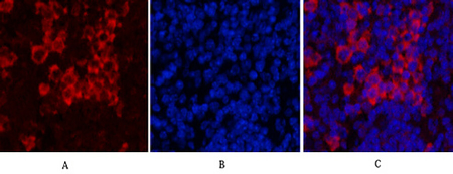 Fig.6. Immunofluorescence analysis of mouse spleen tissue. 1, Cleaved-PARP-1 (D214) Polyclonal Antibody (red) was diluted at 1:200 (4°C, overnight). 2, Cy3 Labeled secondary antibody was diluted at 1:300 (room temperature, 50min). 3, Picture B: DAPI (blue) 10min. Picture A: Target. Picture B: DAPI. Picture C: merge of A+B.