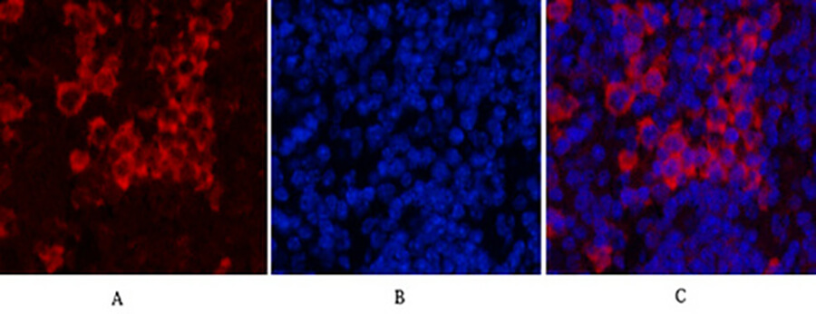 Fig.6. Immunofluorescence analysis of mouse spleen tissue. 1, Cleaved-PARP-1 (D214) Polyclonal Antibody (red) was diluted at 1:200 (4°C, overnight). 2, Cy3 Labeled secondary antibody was diluted at 1:300 (room temperature, 50min). 3, Picture B: DAPI (blue) 10min. Picture A: Target. Picture B: DAPI. Picture C: merge of A+B.