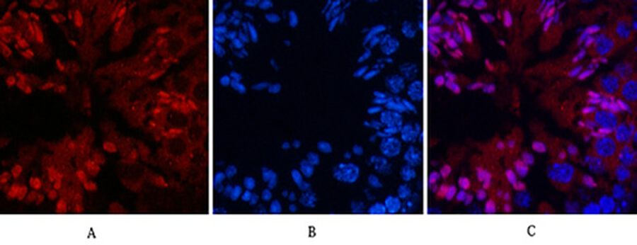 Fig.3. Immunofluorescence analysis of mouse testis tissue. 1, NFκB-p65 (Acetyl Lys310) Polyclonal Antibody (red) was diluted at 1:200 (4°C, overnight). 2, Cy3 Labeled secondary antibody was diluted at 1:300 (room temperature, 50min). 3, Picture B: DAPI (blue) 10min. Picture A: Target. Picture B: DAPI. Picture C: merge of A+B.