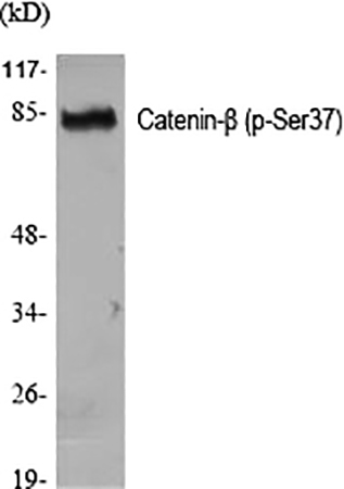 Fig.1. Western Blot analysis of various cells using Phospho-Catenin-β (S37) Polyclonal Antibody diluted at 1:2000.