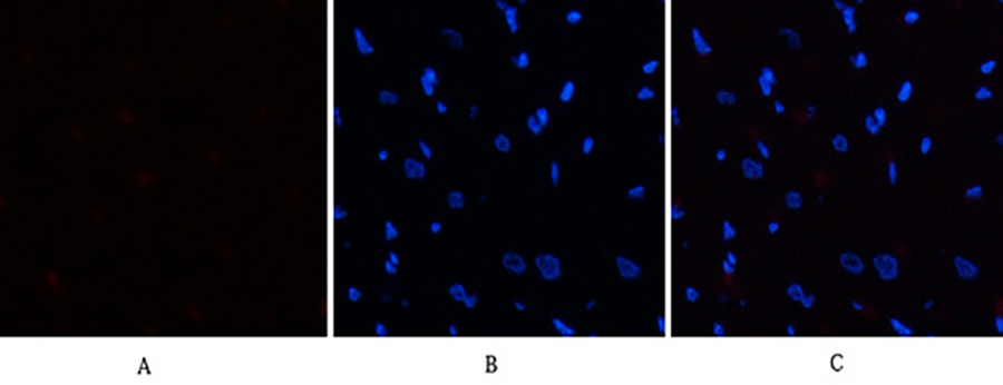 Fig.2. Immunofluorescence analysis of rat heart tissue. 1, eIF2α (phospho Ser51) Polyclonal Antibody (red) was diluted at 1:200 (4°C, overnight). 2, Cy3 Labeled secondary antibody was diluted at 1:300 (room temperature, 50min). 3, Picture B: DAPI (blue) 10min. Picture A: Target. Picture B: DAPI. Picture C: merge of A+B.