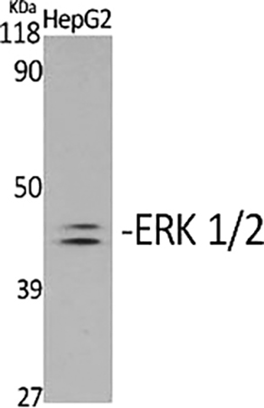Fig.1. Western Blot analysis of various cells using Phospho-ERK 1/2 (Y204) Polyclonal Antibody diluted at 1:2000.