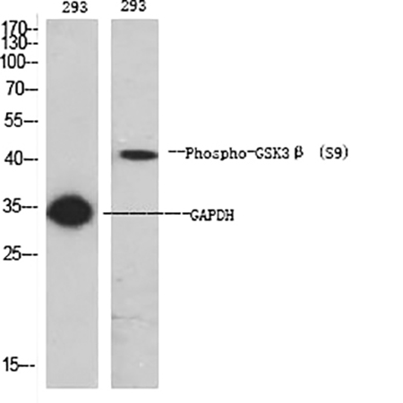 Fig.1. Western Blot analysis of 293 (1), 293 (2), diluted at 1:1000.