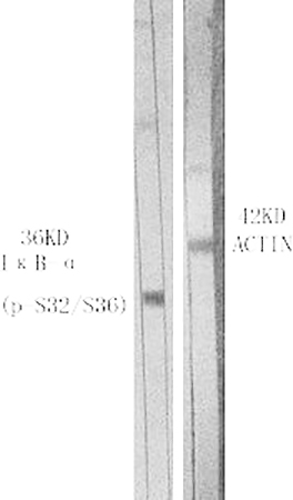 Fig.1. Western Blot analysis of various cells using Phospho-IκB-α (S32/S36) Polyclonal Antibody.