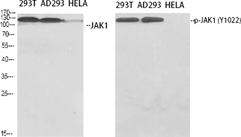Fig.1. Western Blot analysis of 293T (1), AD293 (2), Hela (3), diluted at 1:500.