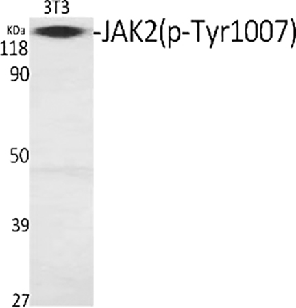 Fig.1. Western Blot analysis of various cells using Phospho-JAK2 (Y1007) Polyclonal Antibody diluted at 1:1000.