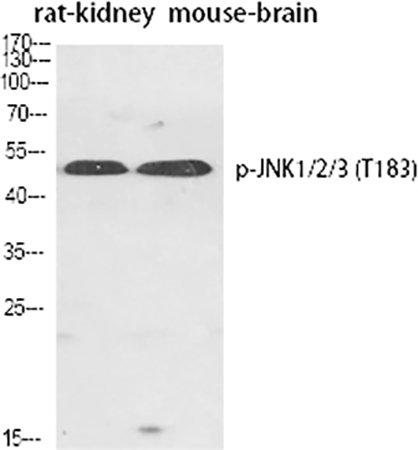 Fig.1. Western Blot analysis of rat kidney (1), mouse brain (2), diluted at 1:1000.