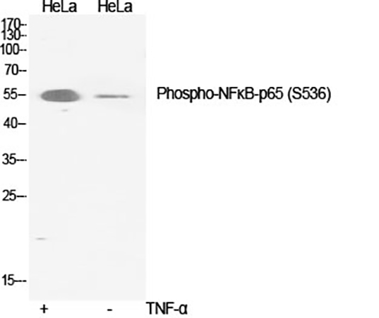 Fig.1. Western Blot analysis of Hela (1), Hela (2), diluted at 1:2000.