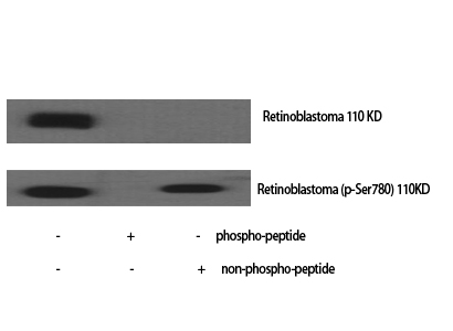 Fig.1. Western Blot analysis of various cells using Phospho-Rb (S780) Polyclonal Antibody.