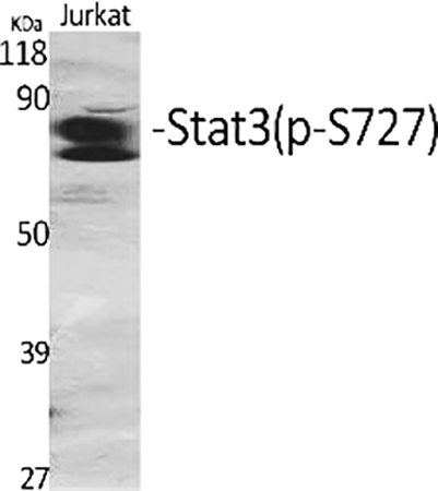 Fig.1. Western Blot analysis of various cells using Phospho-Stat3 (S727) Polyclonal Antibody diluted at 1:2000.