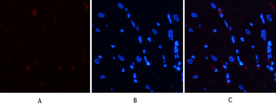 Fig.2. Immunofluorescence analysis of rat heart tissue. 1, Stat3 (phospho Ser727) Polyclonal Antibody (red) was diluted at 1:200 (4°C, overnight). 2, Cy3 Labeled secondary antibody was diluted at 1:300 (room temperature, 50min). 3, Picture B: DAPI (blue) 10min. Picture A: Target. Picture B: DAPI. Picture C: merge of A+B.