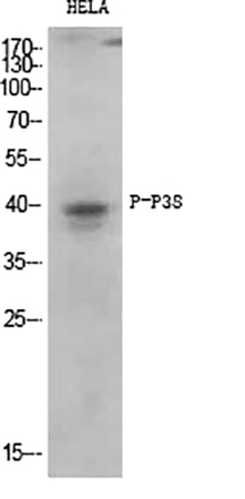 Fig.1. Western Blot analysis of various cells using Phospho-p38 (T180/Y182) Polyclonal Antibody diluted at 1:1000.
