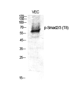 Fig.1. Western Blot analysis of various cells using Phospho-Smad2/3 (T8) Polyclonal Antibody.