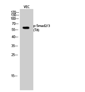 Fig.2. Western Blot analysis of VEC cells using Phospho-Smad2/3 (T8) Polyclonal Antibody.