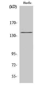 Fig.2. Western Blot analysis of HuvEc cells using Phospho-NOS3 (S1177) Polyclonal Antibody diluted at 1:1000.