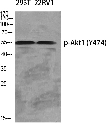 Fig.1. Western Blot analysis of various cells using Phospho-Akt1 (Y474) Polyclonal Antibody diluted at 1:1000.