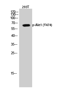 Fig.2. Western Blot analysis of 293T cells using Phospho-Akt1 (Y474) Polyclonal Antibody diluted at 1:1000.