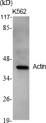 Fig.1. Western Blot analysis of various cells using Actin Polyclonal Antibody diluted at 1:2000.