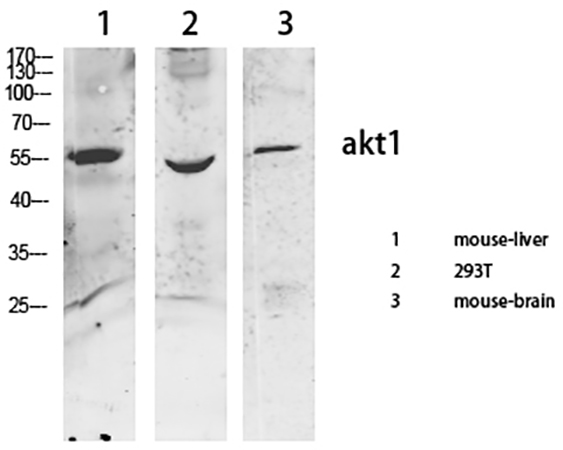 Fig.3. Western Blot analysis of various cells using primary antibody diluted at 1:1000 (4°C overnight).