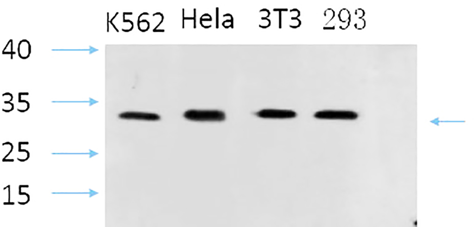 Fig.2. Western Blot analysis of K562(1), Hela(2), 3T3(3), 293(4), diluted at 1:1000.