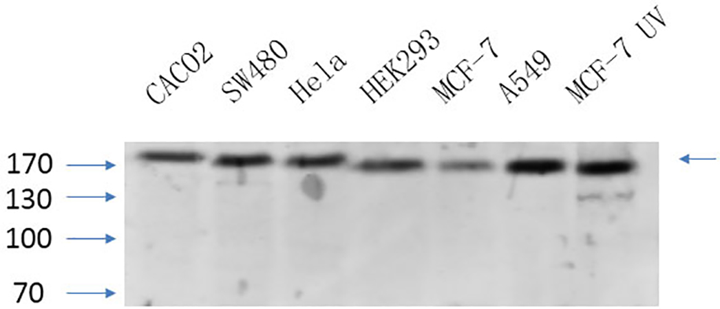 Fig.5. Western Blot analysis of CACO2(1), SW480(2), Hela(3), HEK293(4), MCF-7(5), A549(6), MCF-7 UV(7), diluted at 1:1000.