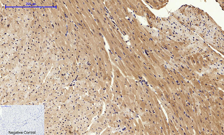 Fig.3. Immunohistochemical analysis of paraffin-embedded mouse heart tissue. 1, Calnexin Polyclonal Antibody was diluted at 1:200 (4°C, overnight). 2, Sodium citrate pH 6.0 was used for antibody retrieval (>98°C, 20min). 3, secondary antibody was diluted at 1:200 (room temperature, 30min). Negative control was used by secondary antibody only.