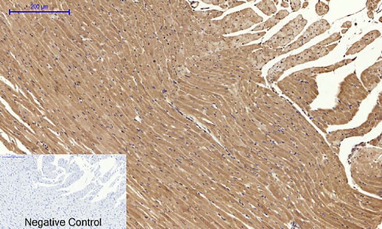 Fig.4. Immunohistochemical analysis of paraffin-embedded rat heart tissue. 1, Calnexin Polyclonal Antibody was diluted at 1:200 (4°C, overnight). 2, Sodium citrate pH 6.0 was used for antibody retrieval (>98°C, 20min). 3, secondary antibody was diluted at 1:200 (room temperature, 30min). Negative control was used by secondary antibody only.