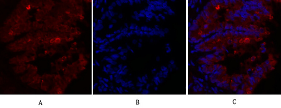 Fig.2. Immunofluorescence analysis of rat lung tissue. 1, Caveolin-1 Polyclonal Antibody (red) was diluted at 1:200 (4°C, overnight). 2, Cy3 labeled secondary antibody was diluted at 1:300 (room temperature, 50min). 3, Picture B: DAPI (blue) 10min. Picture A: Target. Picture B: DAPI. Picture C: merge of A+B.