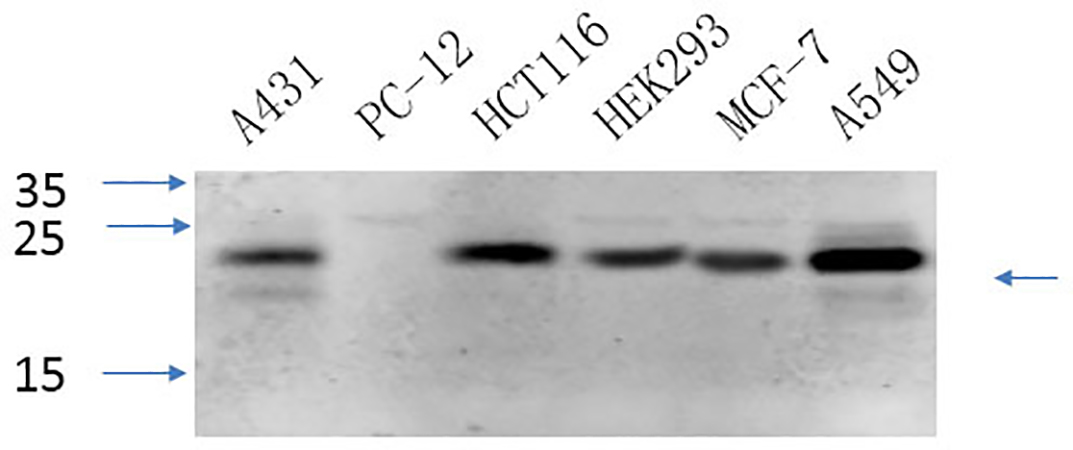 Fig.5. Western Blot analysis of A431 (1), PC-12 (2), HTC116 (3), HEK293 (4), MCF-7 (5), A549 (6),  diluted at 1:1000.