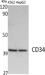 Fig.1. Western Blot analysis of various cells using CD34 Polyclonal Antibody diluted at 1:2000.