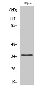 Fig.2. Western Blot analysis of HepG2 cells using CD34 Polyclonal Antibody diluted at 1:2000.