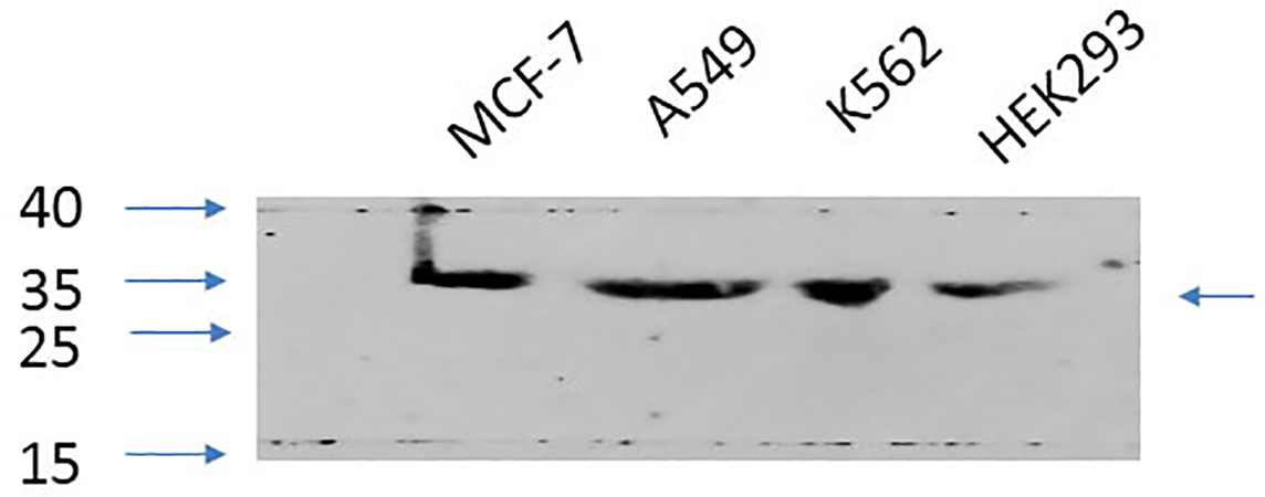 Fig.4. Western Blot analysis of MCF-7 (1), A549 (2), K562 (3), HEK293 (4), diluted at 1:1000.