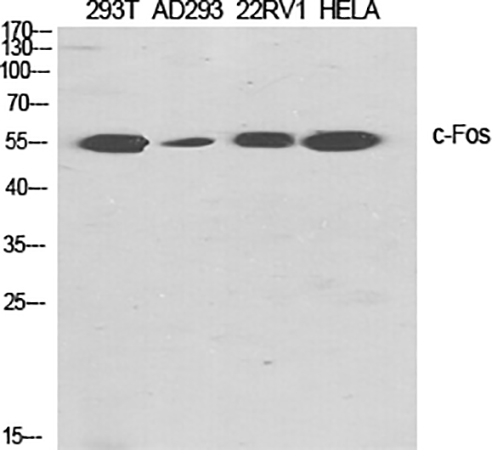 Fig.1. Western Blot analysis of 293T (1), AD293 (2), 22RV1 (3), Hela (4), diluted at 1:2000.