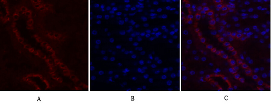 Fig.2. Immunofluorescence analysis of mouse kidney tissue. 1, c-Fos Polyclonal Antibody (red) was diluted at 1:200 (4°C, overnight). 2, Cy3 labeled secondary antibody was diluted at 1:300 (room temperature, 50min). 3, Picture B: DAPI (blue) 10min. Picture A: Target. Picture B: DAPI. Picture C: merge of A+B.