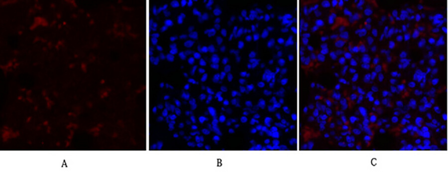 Fig.2. Immunofluorescence analysis of rat lung tissue. 1, COL2A1 Polyclonal Antibody (red) was diluted at 1:200 (4°C, overnight). 2, Cy3 labeled secondary antibody was diluted at 1:300 (room temperature, 50min). 3, Picture B: DAPI (blue) 10min. Picture A: Target. Picture B: DAPI. Picture C: merge of A+B.
