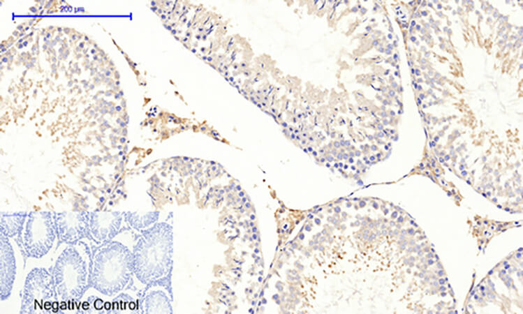 Fig.5. Immunohistochemical analysis of paraffin-embedded rat testis tissue. 1, COL2A1 Polyclonal Antibody was diluted at 1:200 (4°C, overnight). 2, Sodium citrate pH 6.0 was used for antibody retrieval (>98°C, 20min). 3, secondary antibody was diluted at 1:200 (room temperature, 30min). Negative control was used by secondary antibody only.