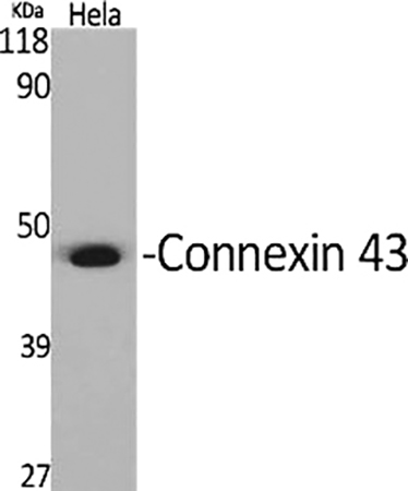 Fig.1. Western Blot analysis of various cells using Connexin 43 Polyclonal Antibody diluted at 1:2000.