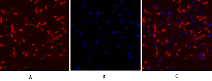Fig.2. Immunofluorescence analysis of mouse heart tissue. 1, Connexin 43 Polyclonal Antibody (red) was diluted at 1:200 (4°C, overnight). 2, Cy3 labeled secondary antibody was diluted at 1:300 (room temperature, 50min). 3, Picture B: DAPI (blue) 10min. Picture A: Target. Picture B: DAPI. Picture C: merge of A+B.